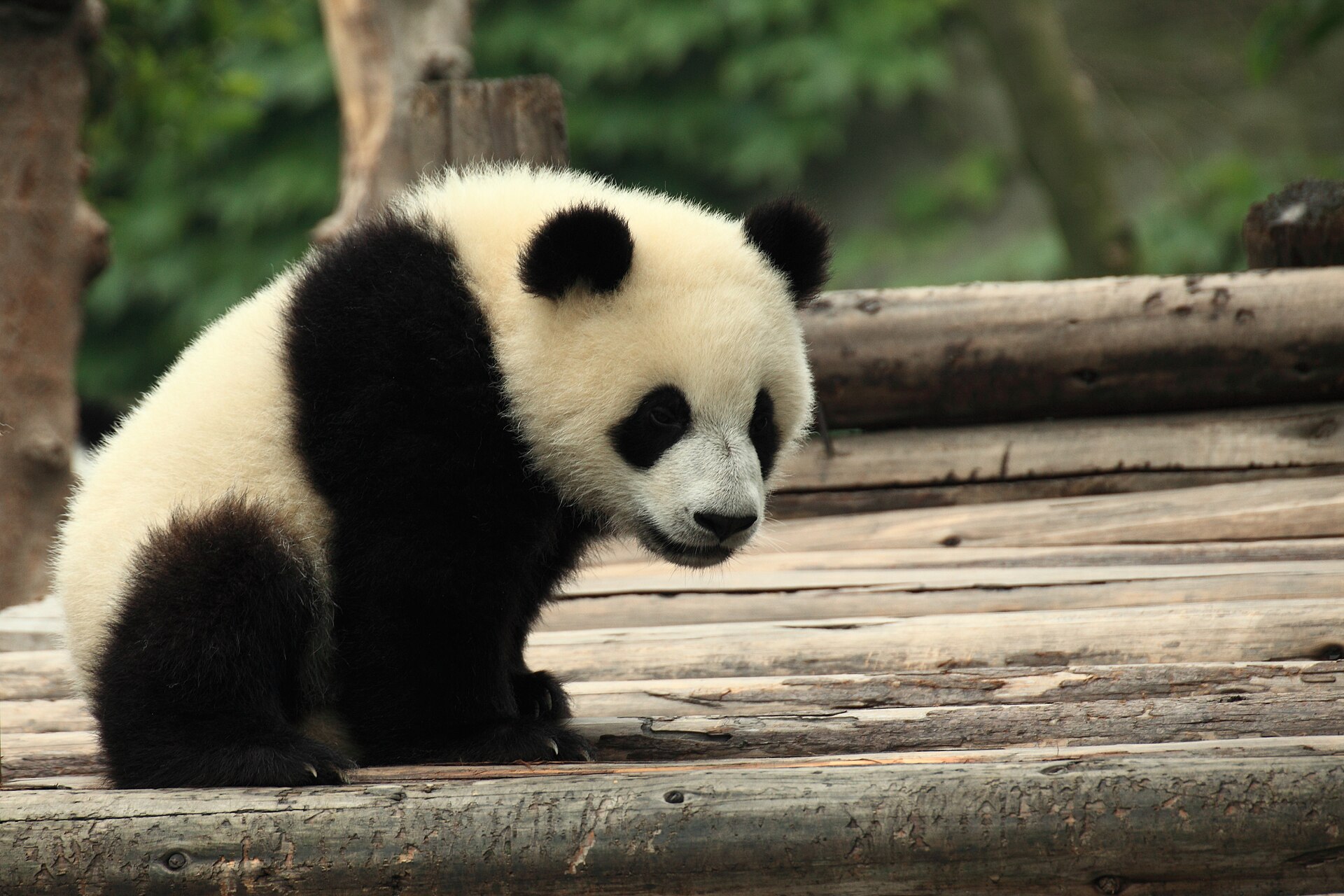 Giant panda cub at Chengdu Research Base