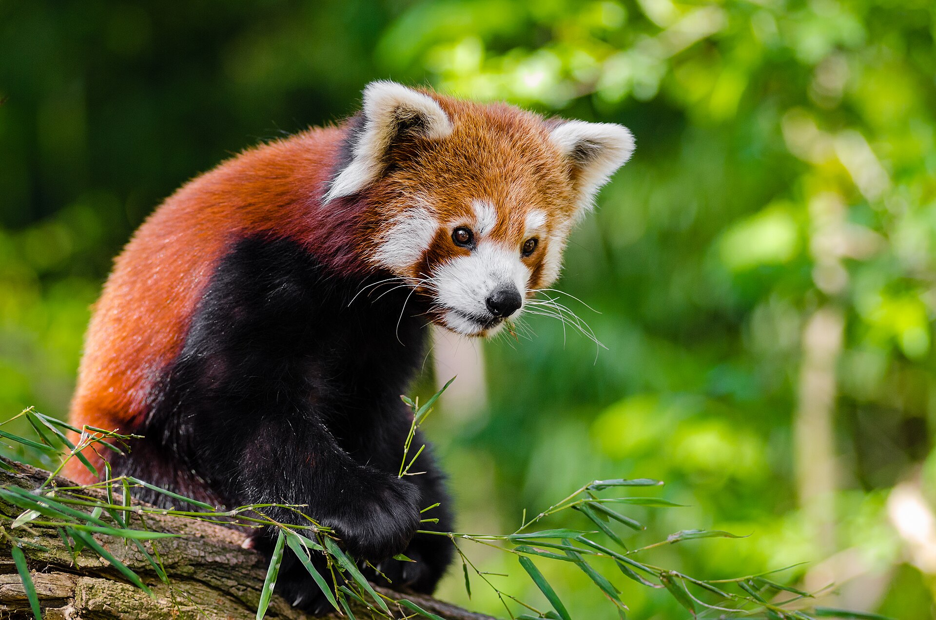 Red panda